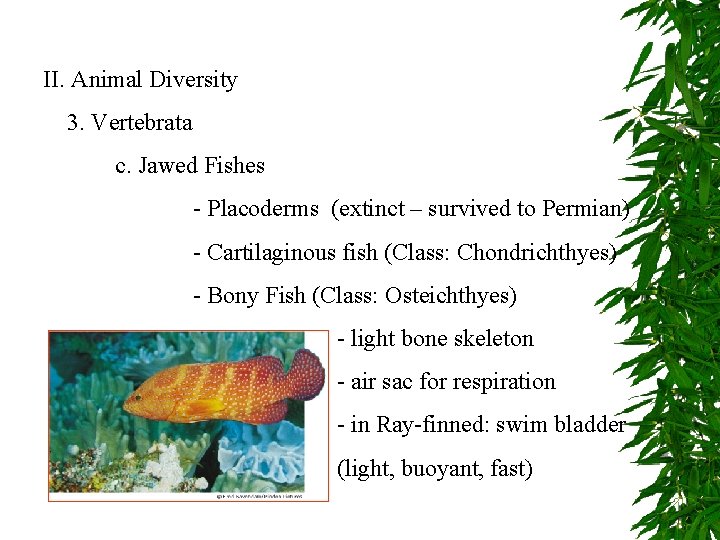 II. Animal Diversity 3. Vertebrata c. Jawed Fishes - Placoderms (extinct – survived to