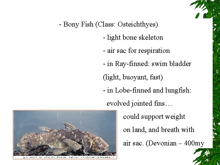 - Bony Fish (Class: Osteichthyes) - light bone skeleton - air sac for respiration