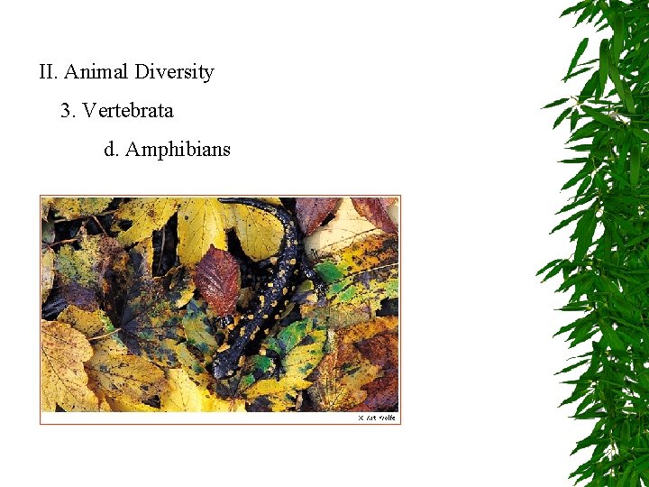 II. Animal Diversity 3. Vertebrata d. Amphibians 