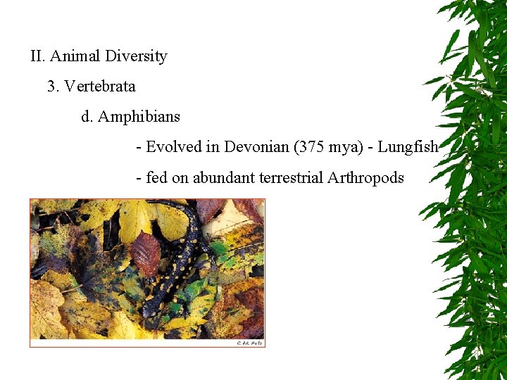 II. Animal Diversity 3. Vertebrata d. Amphibians - Evolved in Devonian (375 mya) -