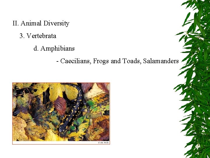 II. Animal Diversity 3. Vertebrata d. Amphibians - Caecilians, Frogs and Toads, Salamanders 