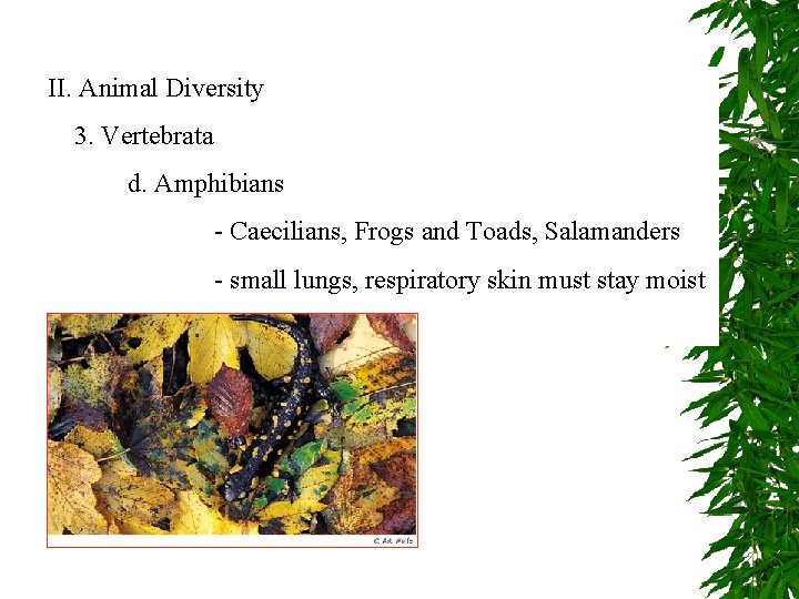 II. Animal Diversity 3. Vertebrata d. Amphibians - Caecilians, Frogs and Toads, Salamanders -