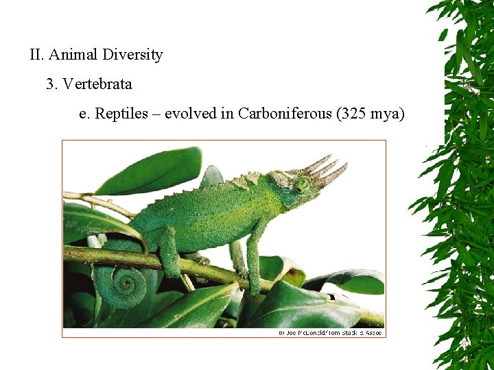 II. Animal Diversity 3. Vertebrata e. Reptiles – evolved in Carboniferous (325 mya) 