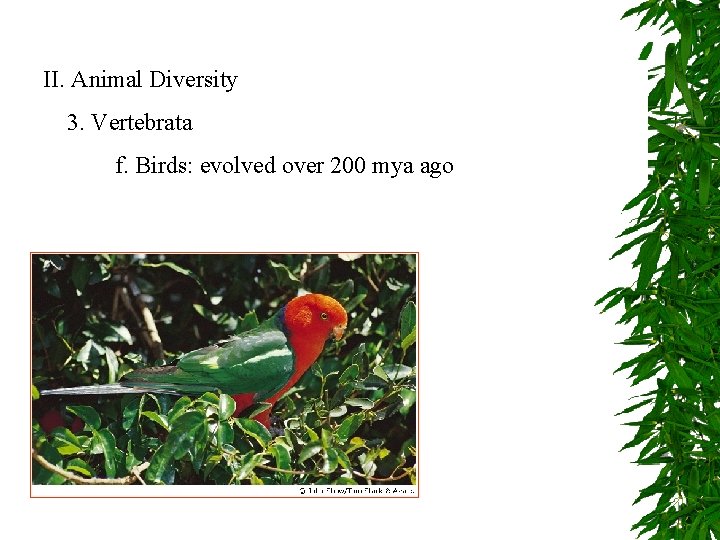 II. Animal Diversity 3. Vertebrata f. Birds: evolved over 200 mya ago 