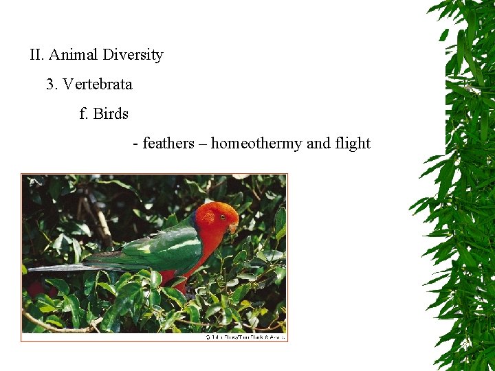 II. Animal Diversity 3. Vertebrata f. Birds - feathers – homeothermy and flight 