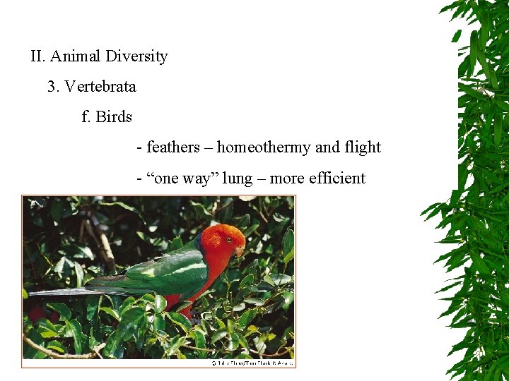 II. Animal Diversity 3. Vertebrata f. Birds - feathers – homeothermy and flight -