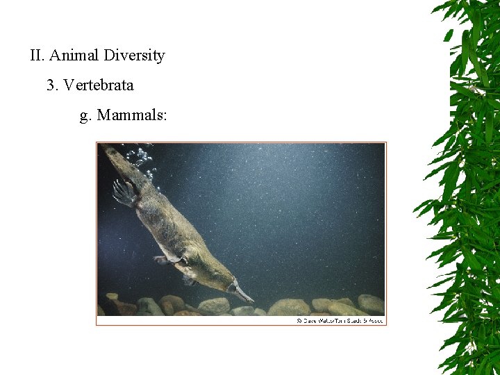 II. Animal Diversity 3. Vertebrata g. Mammals: 
