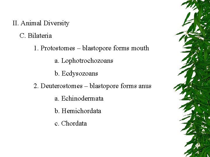 II. Animal Diversity C. Bilateria 1. Protostomes – blastopore forms mouth a. Lophotrochozoans b.