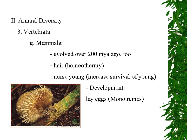 II. Animal Diversity 3. Vertebrata g. Mammals: - evolved over 200 mya ago, too