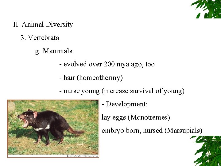 II. Animal Diversity 3. Vertebrata g. Mammals: - evolved over 200 mya ago, too