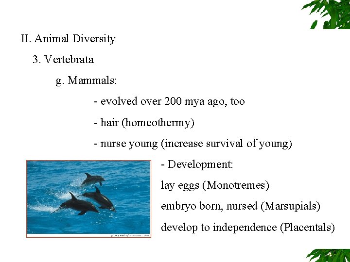 II. Animal Diversity 3. Vertebrata g. Mammals: - evolved over 200 mya ago, too