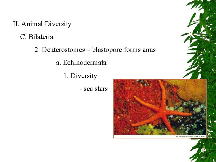 II. Animal Diversity C. Bilateria 2. Deuterostomes – blastopore forms anus a. Echinodermata 1.