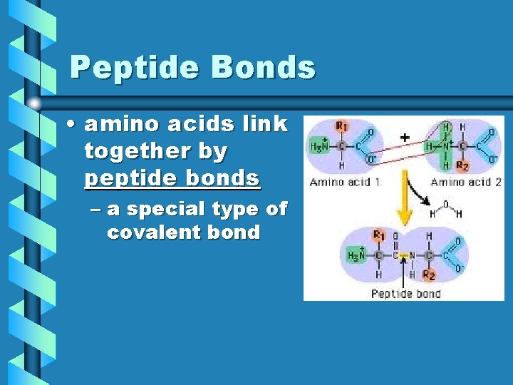 Peptide Bonds • amino acids link together by peptide bonds – a special type Peptide Bonds • amino acids link together by peptide bonds – a special type