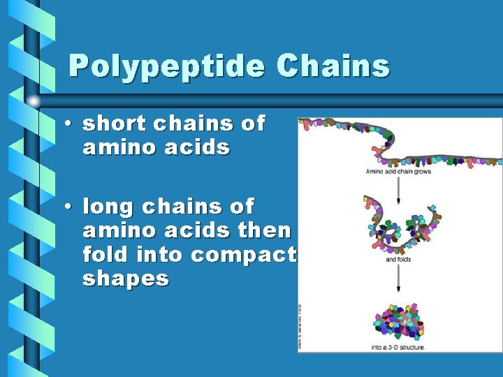 Polypeptide Chains • short chains of amino acids • long chains of amino acids Polypeptide Chains • short chains of amino acids • long chains of amino acids