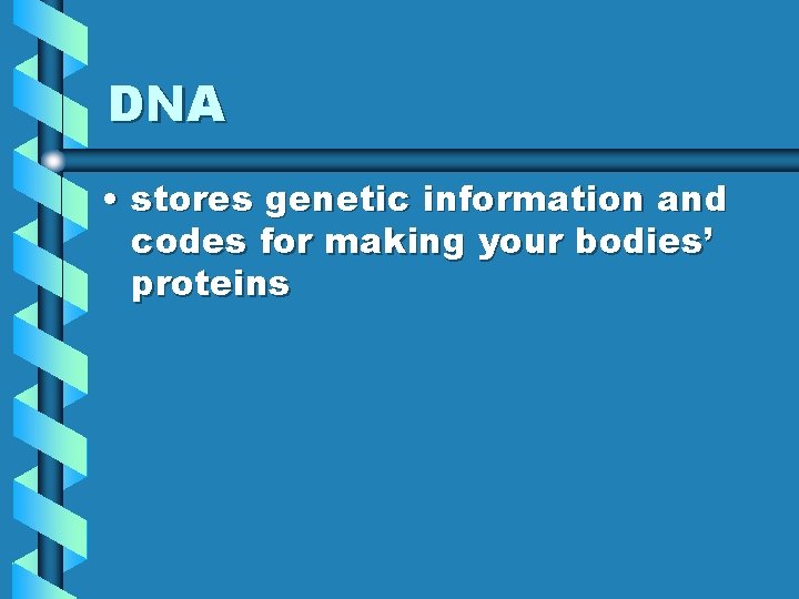 DNA • stores genetic information and codes for making your bodies’ proteins 