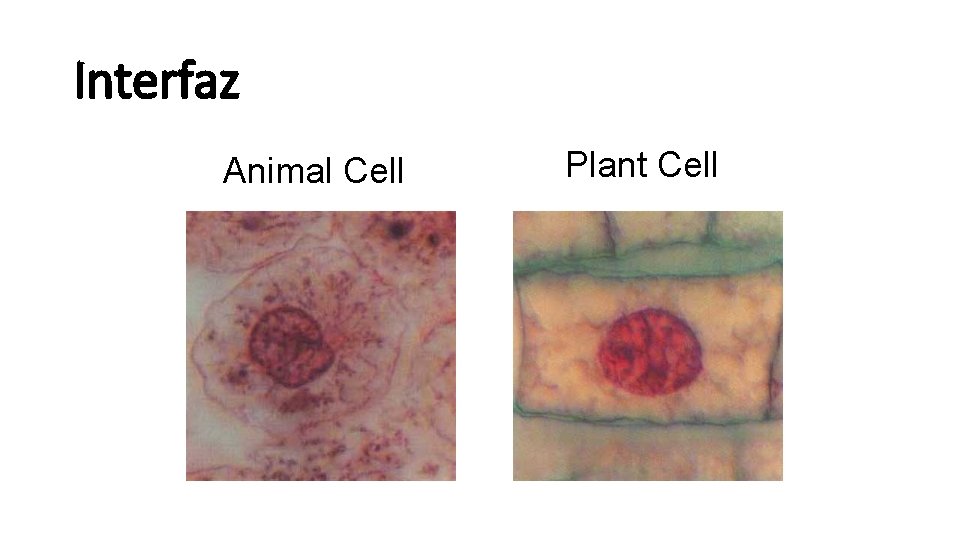Interfaz Animal Cell Plant Cell 
