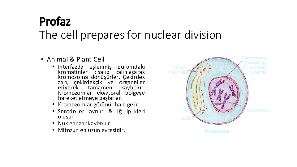 Profaz The cell prepares for nuclear division • Animal & Plant Cell • İnterfazda