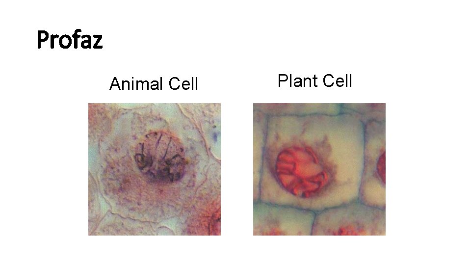 Profaz Animal Cell Plant Cell 
