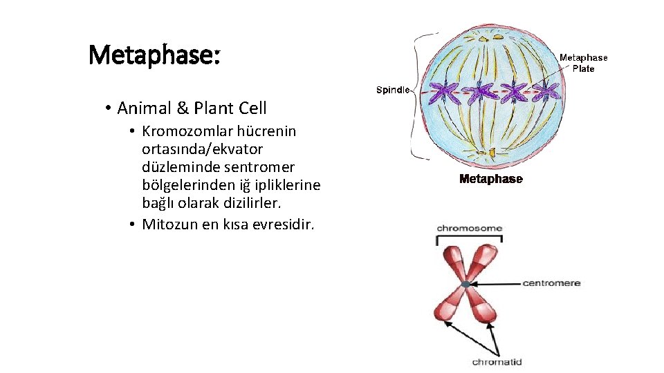 Metaphase: • Animal & Plant Cell • Kromozomlar hücrenin ortasında/ekvator düzleminde sentromer bölgelerinden iğ