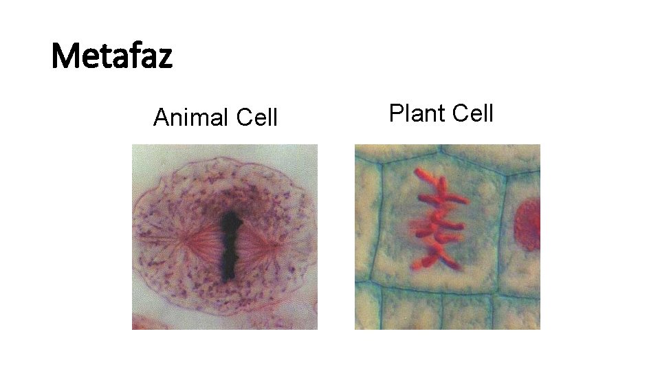 Metafaz Animal Cell Plant Cell 
