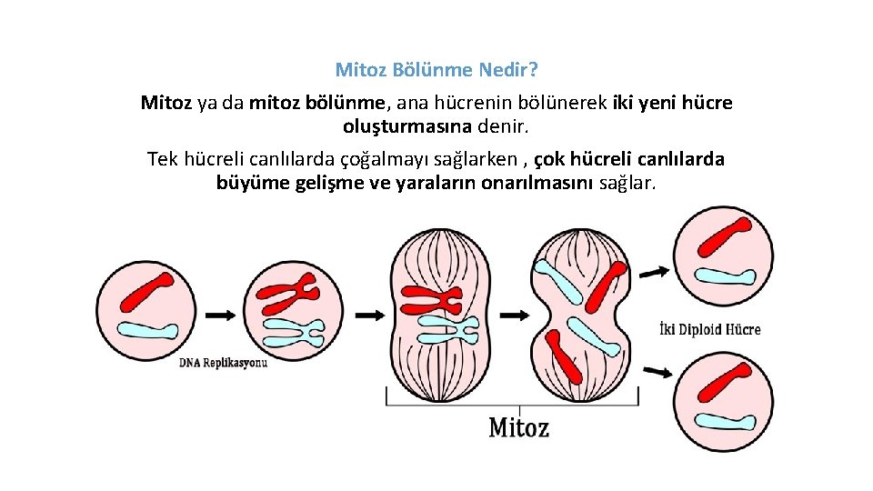 Mitoz Bölünme Nedir? Mitoz ya da mitoz bölünme, ana hücrenin bölünerek iki yeni hücre
