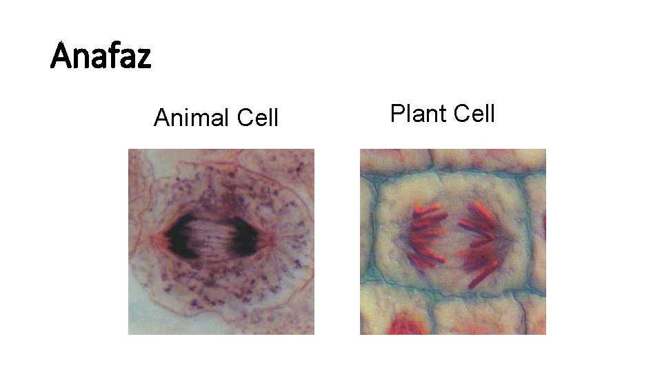 Anafaz Animal Cell Plant Cell 