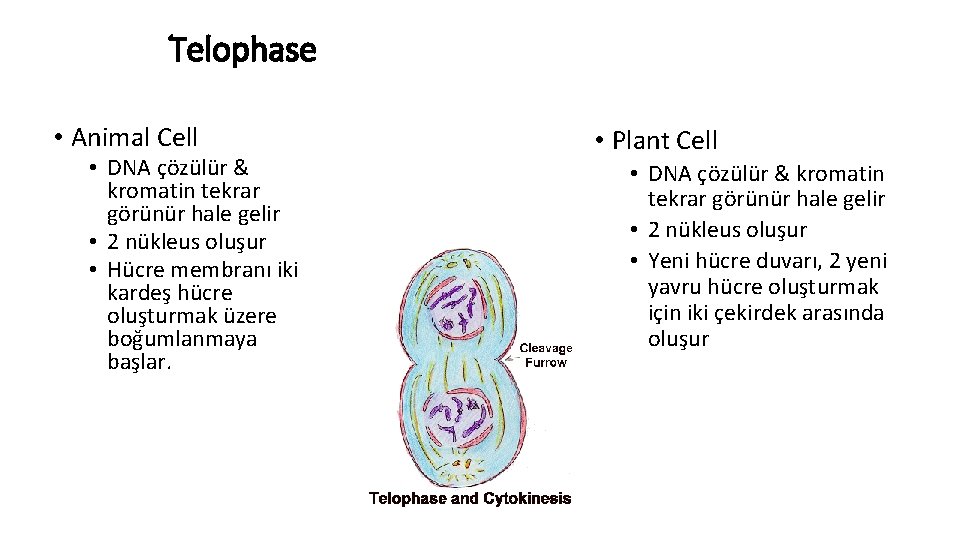 Telophase • Animal Cell • DNA çözülür & kromatin tekrar görünür hale gelir •