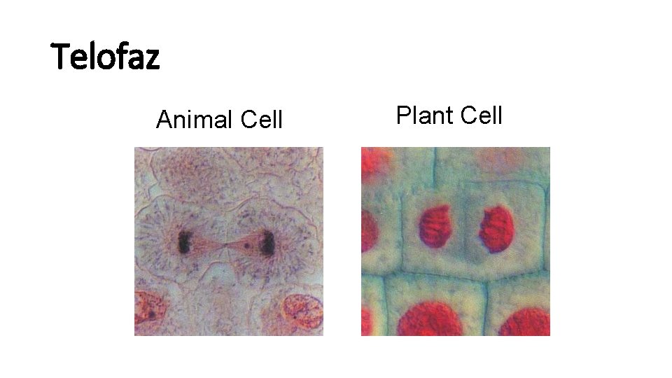 Telofaz Animal Cell Plant Cell 