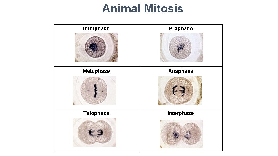 Animal Mitosis Interphase Prophase Metaphase Anaphase Telophase Interphase 