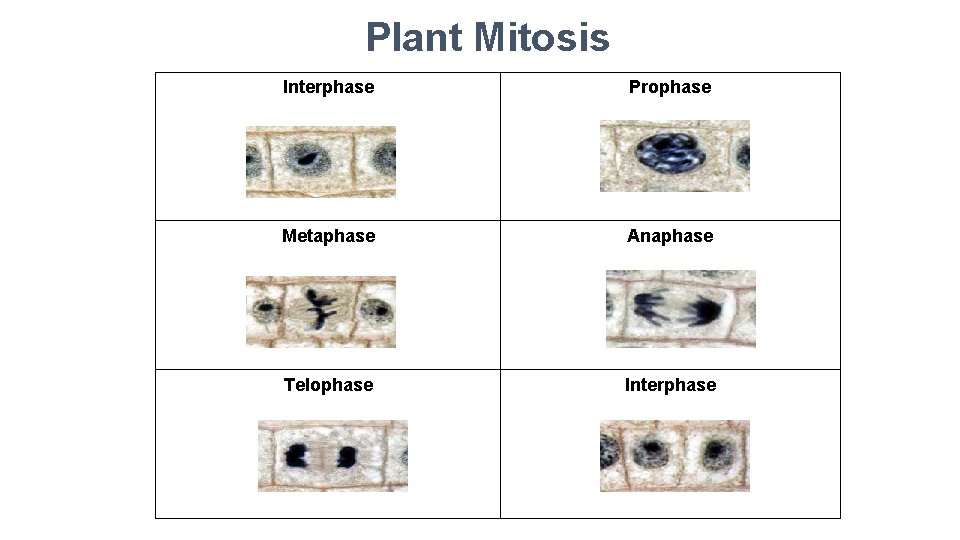 Plant Mitosis Interphase Prophase Metaphase Anaphase Telophase Interphase 