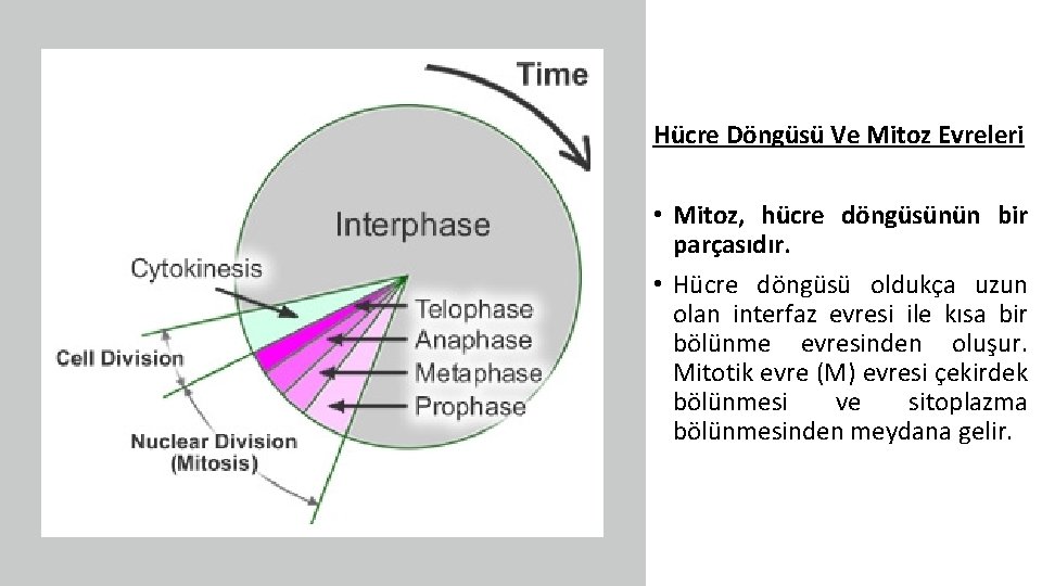 Hücre Döngüsü Ve Mitoz Evreleri • Mitoz, hücre döngüsünün bir parçasıdır. • Hücre döngüsü