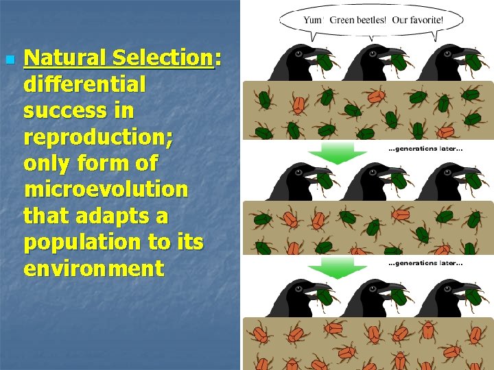 n Natural Selection: differential success in reproduction; only form of microevolution that adapts a