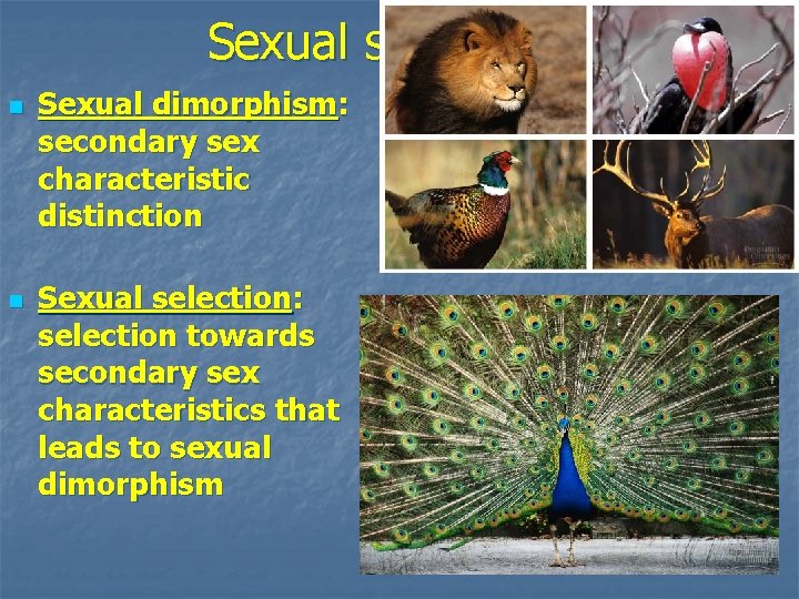 Sexual selection n n Sexual dimorphism: secondary sex characteristic distinction Sexual selection: selection towards