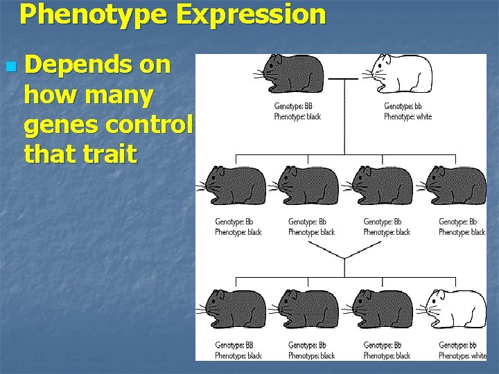 Phenotype Expression n Depends on how many genes control that trait 
