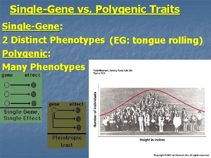 Single-Gene vs. Polygenic Traits Single-Gene: 2 Distinct Phenotypes (EG: tongue rolling) Polygenic: Many Phenotypes