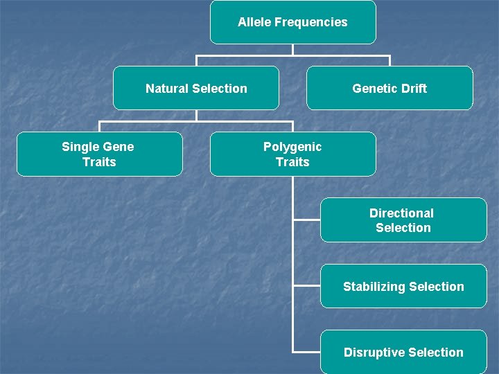 Allele Frequencies Natural Selection Single Gene Traits Genetic Drift Polygenic Traits Directional Selection Stabilizing