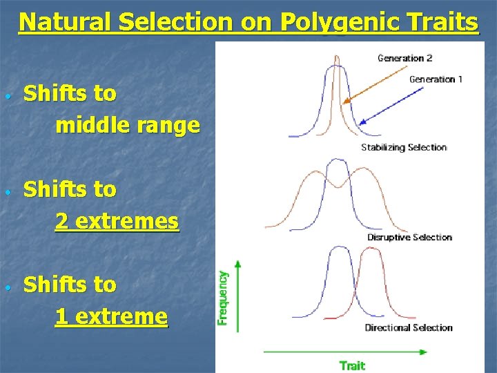 Natural Selection on Polygenic Traits • • • Shifts to middle range Shifts to