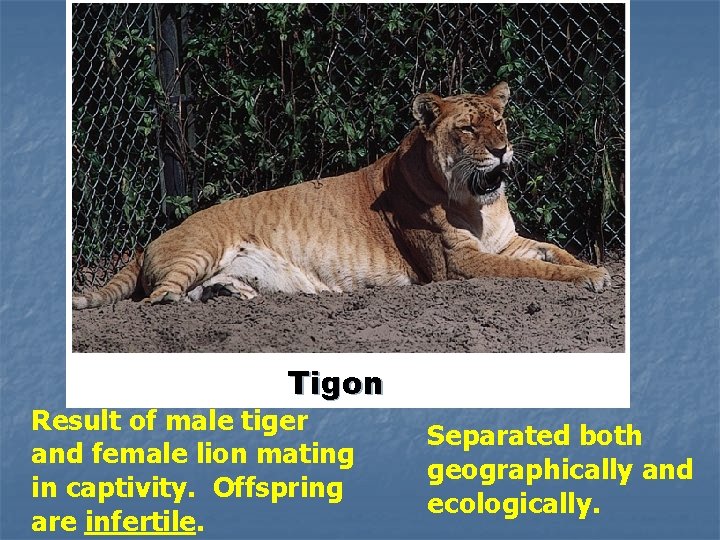 Tigon Result of male tiger and female lion mating in captivity. Offspring are infertile.
