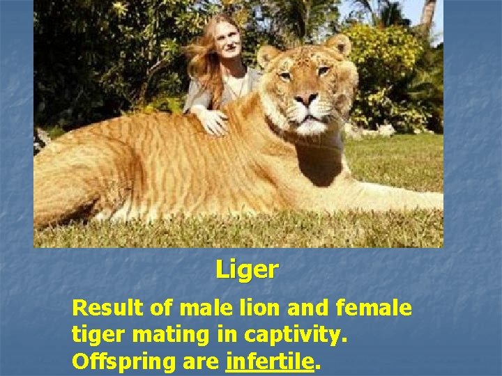 Liger Result of male lion and female tiger mating in captivity. Offspring are infertile.