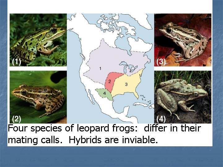 Fig. 23. 6 Four species of leopard frogs: differ in their mating calls. Hybrids