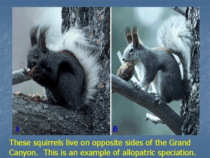 These squirrels live on opposite sides of the Grand Canyon. This is an example