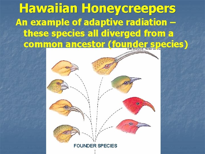 Hawaiian Honeycreepers An example of adaptive radiation – these species all diverged from a