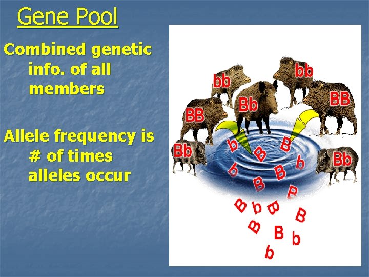 Gene Pool Combined genetic info. of all members Allele frequency is # of times