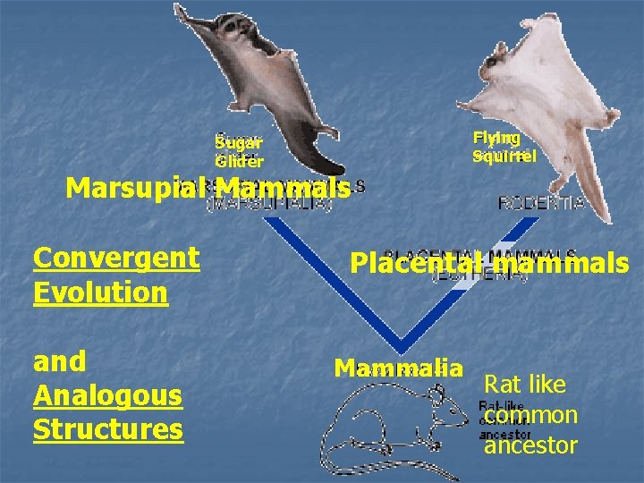 Flying Squirrel Sugar Glider Marsupial Mammals Convergent Evolution and Analogous Structures Placental mammals Mammalia