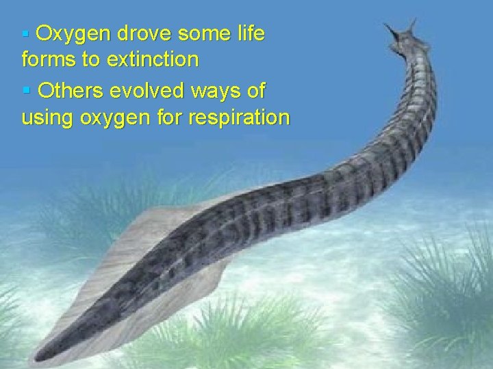 § Oxygen drove some life forms to extinction § Others evolved ways of using