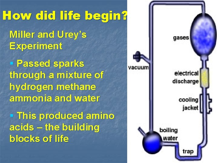 How did life begin? Miller and Urey’s Experiment § Passed sparks through a mixture