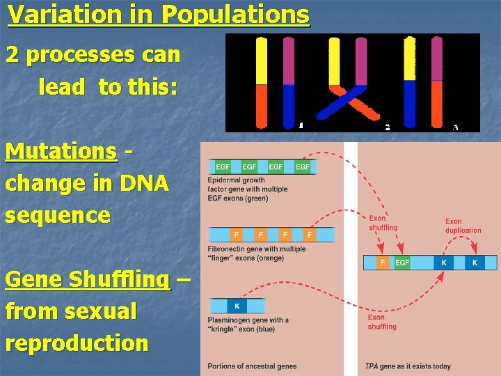 Variation in Populations 2 processes can lead to this: Mutations change in DNA sequence