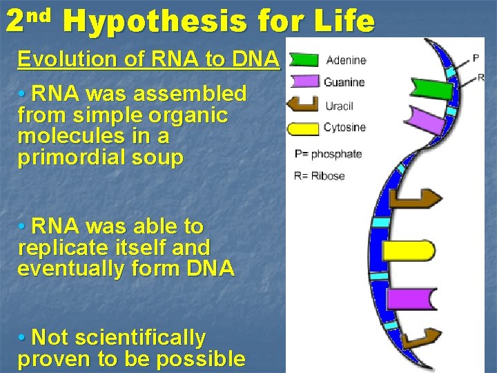 nd 2 Hypothesis for Life Evolution of RNA to DNA • RNA was assembled