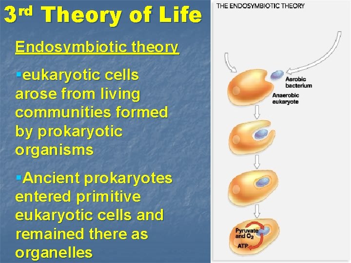 rd 3 Theory of Life Endosymbiotic theory §eukaryotic cells arose from living communities formed
