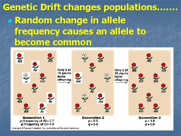 Genetic Drift changes populations……. n Random change in allele frequency causes an allele to